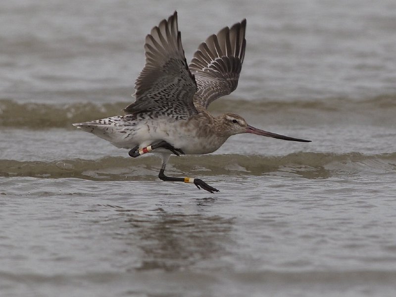 bar-tailed godwit-12.jpg - Bar-tailed godwit at Foxton Estuary   